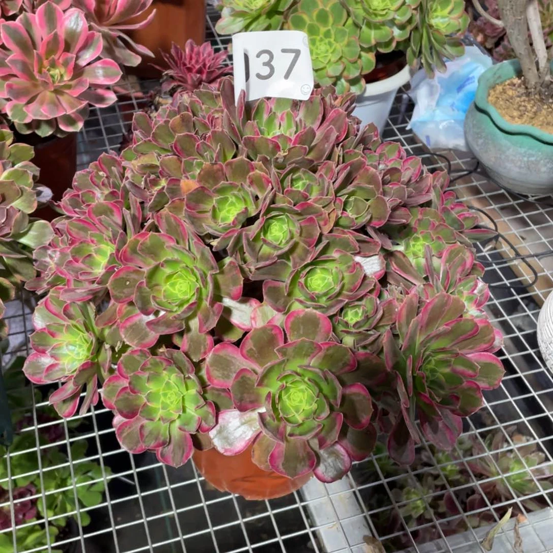 【闪购商品】037安娜锦 多肉