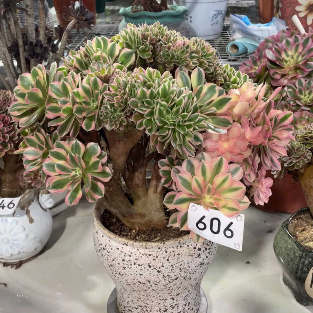 【闪购商品】606女巫缀  多肉
