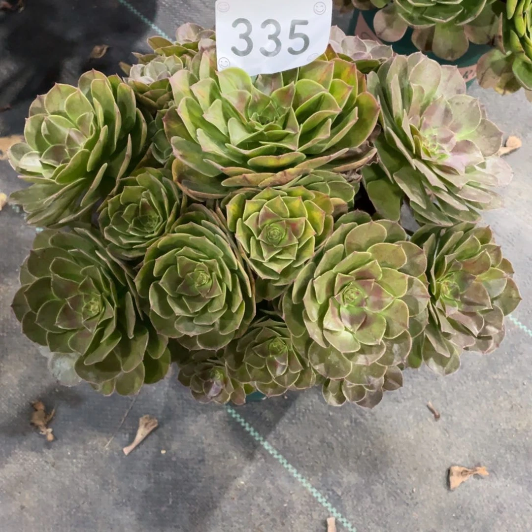 【闪购商品】335抹茶阴阳 多肉
