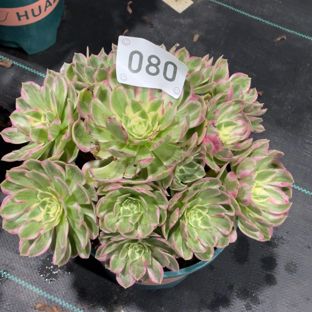 【闪购商品】080海王 多肉