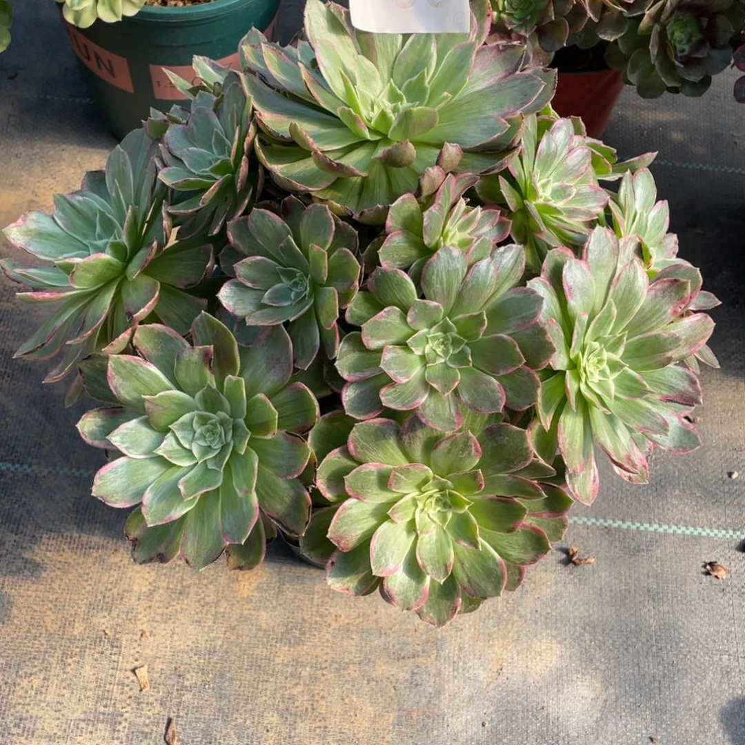 【闪购商品】705万花筒 多肉