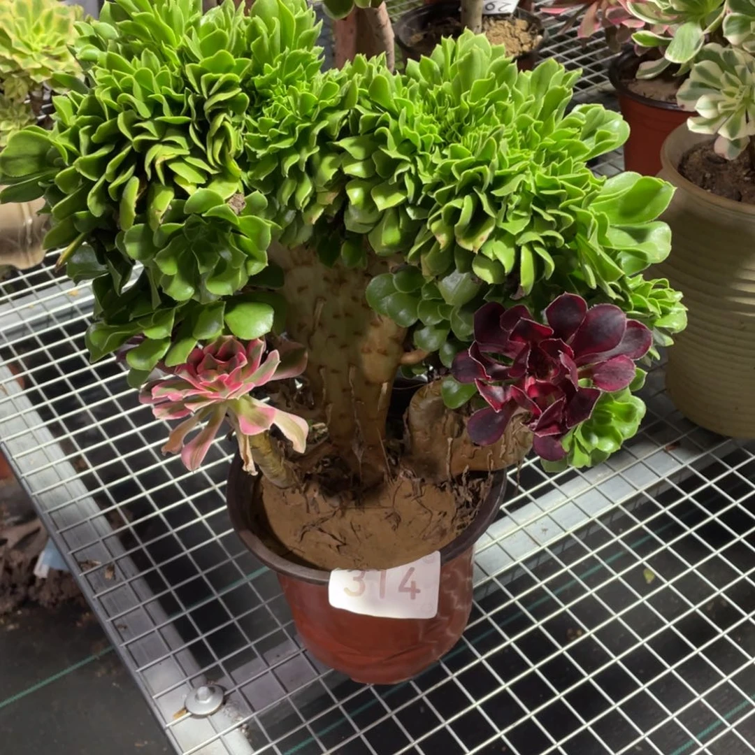 【闪购商品】314绿羊绒缀 多肉