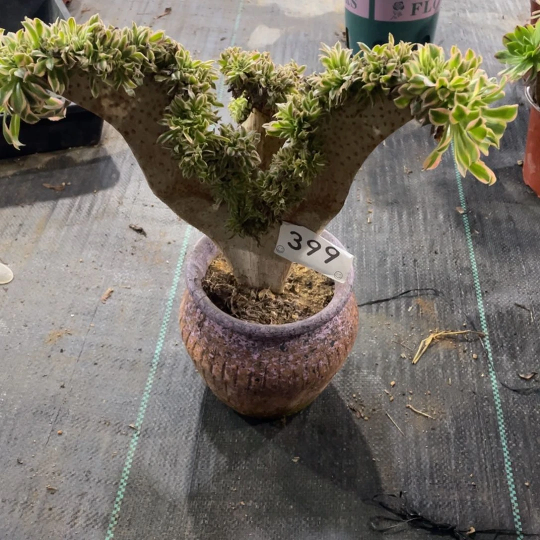 【闪购商品】399夕颜仙子缀 多肉