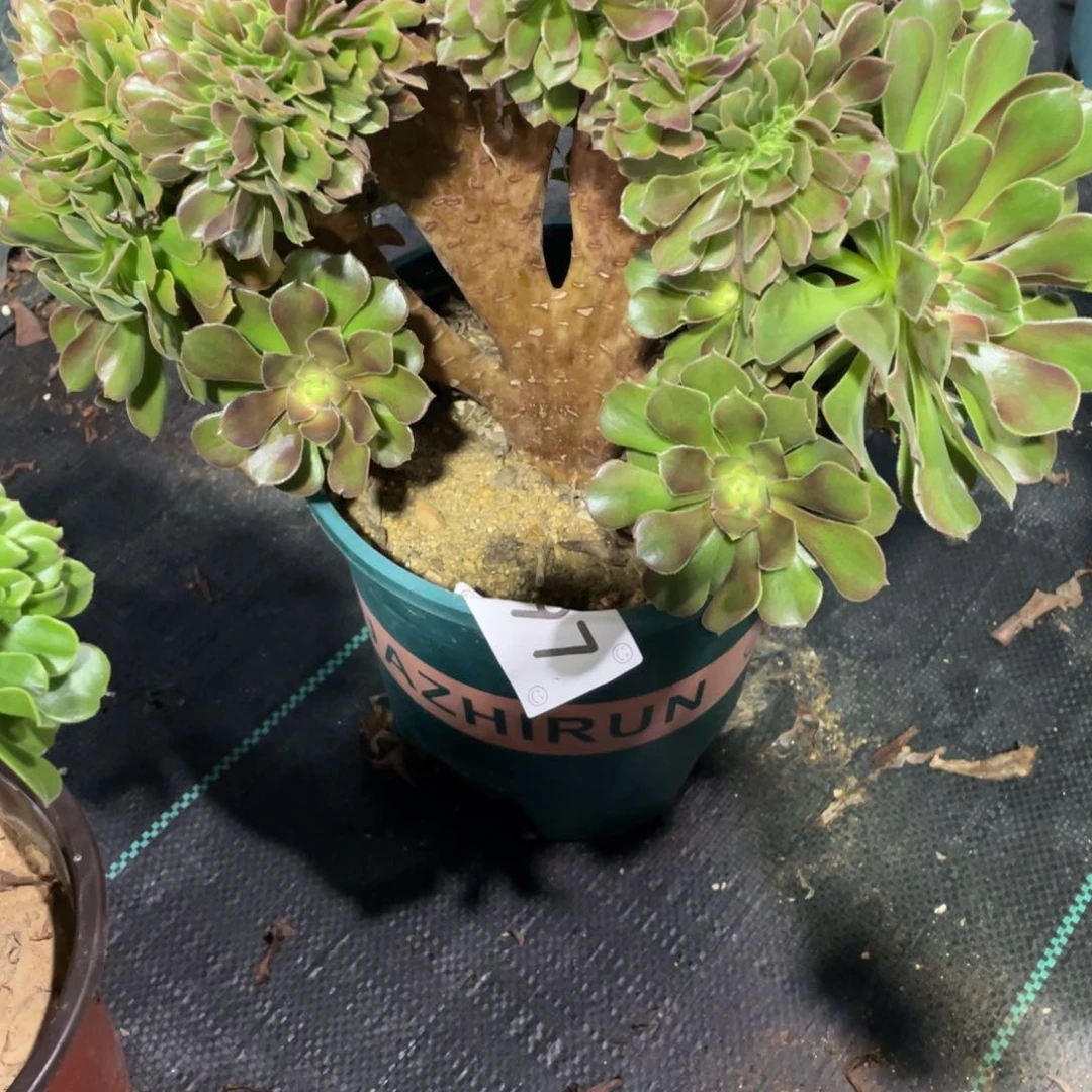 【闪购商品】097香妃 缀 多肉