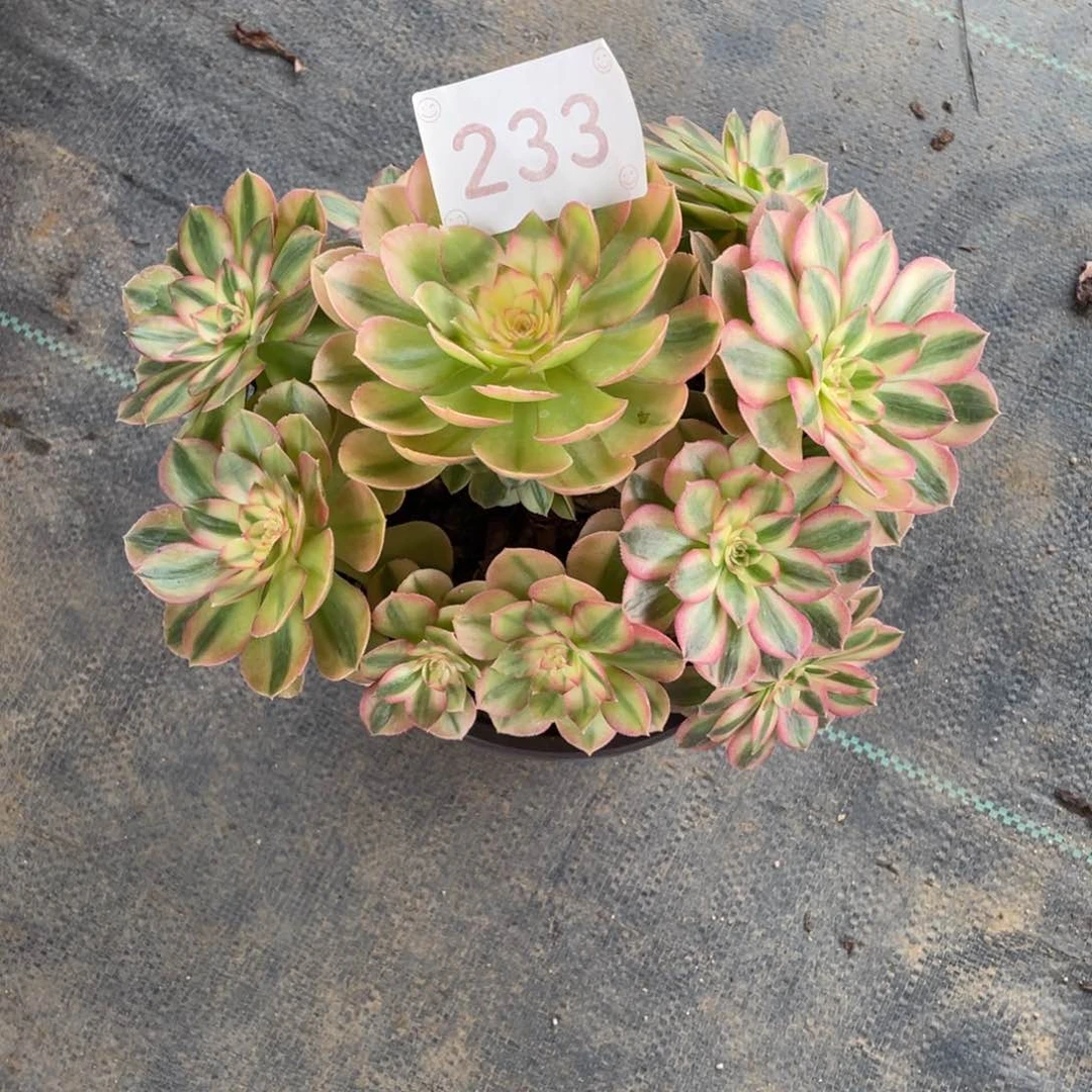 【闪购商品】233荔枝 多肉