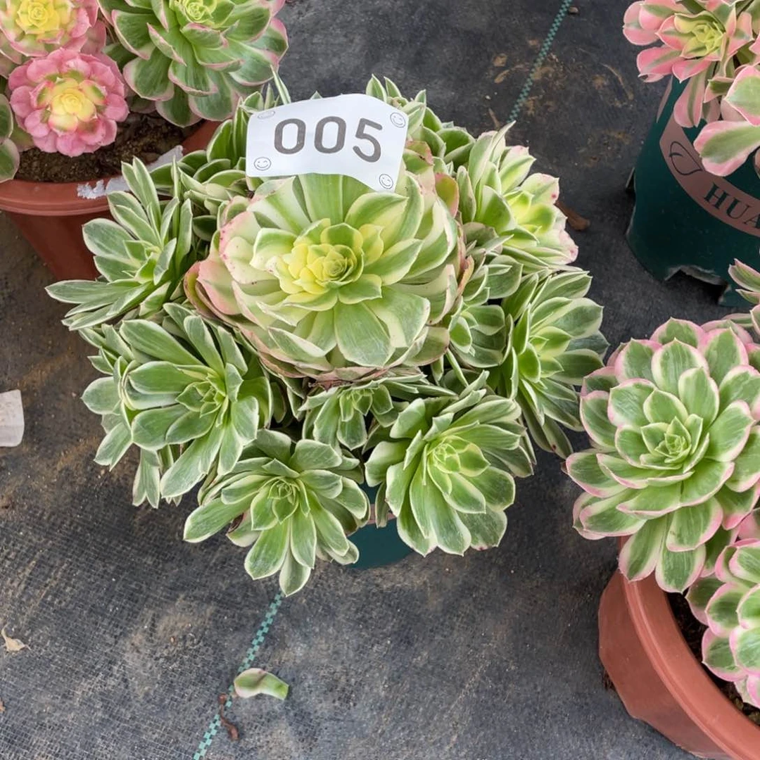 【闪购商品】005海王 多肉