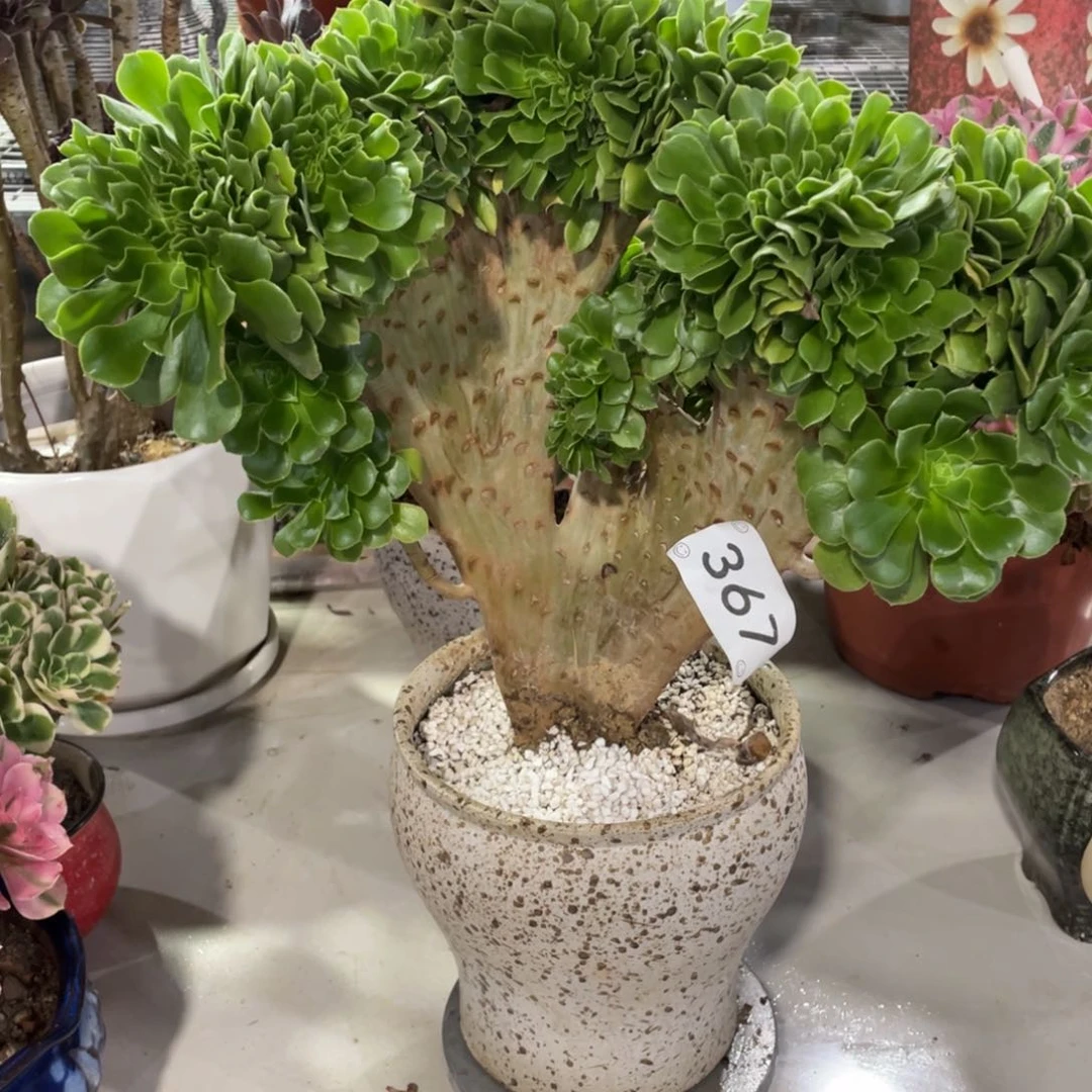 【闪购商品】367绿羊绒朵朵缀 多肉