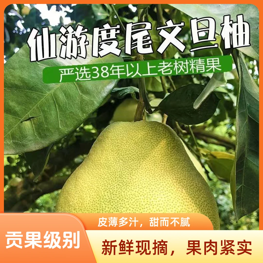 正宗福建仙游度尾文旦柚老树文旦柚当季现摘现卖孕妇儿童新鲜水果