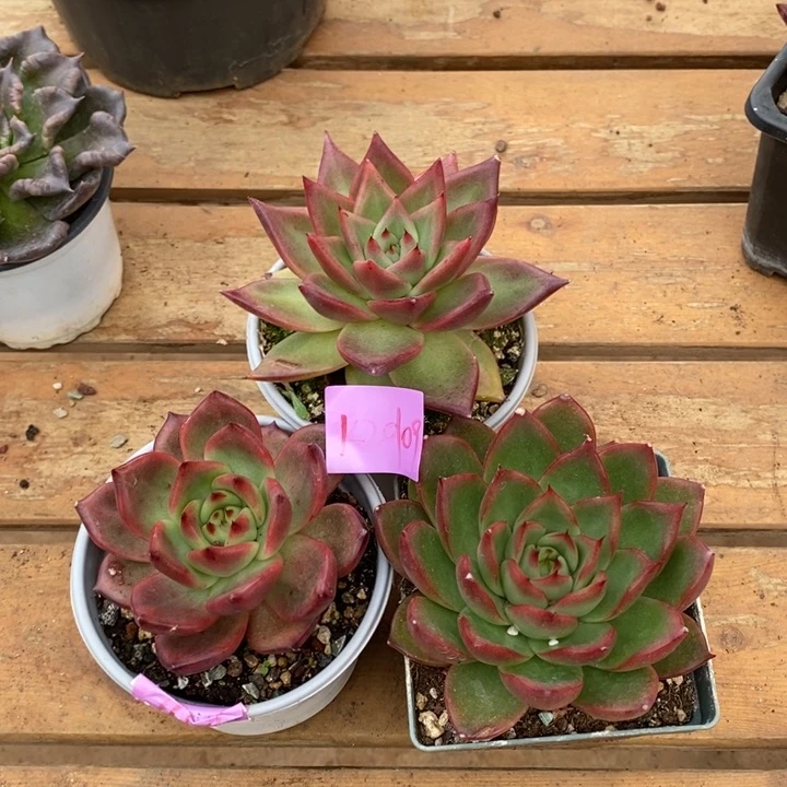 三颗一起下播福利来20109来啦了