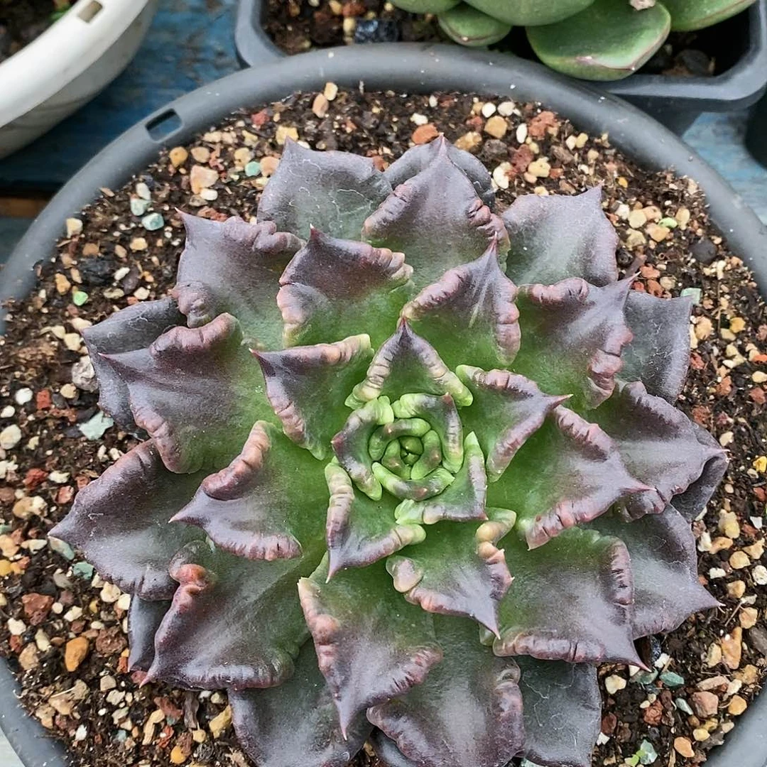 直播福利来了0713来了