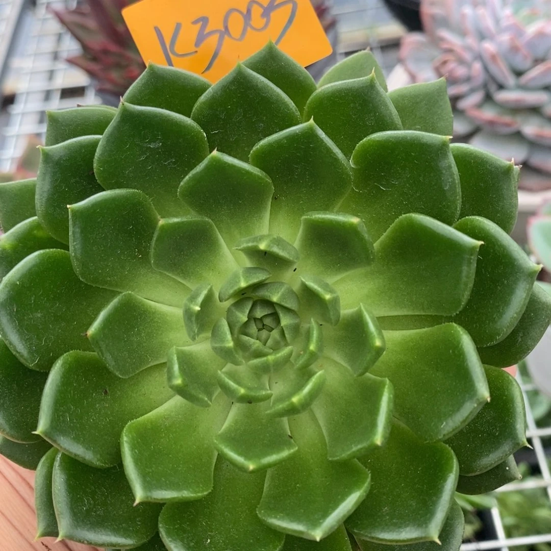 开播福利来啦！3003 弗兰西斯