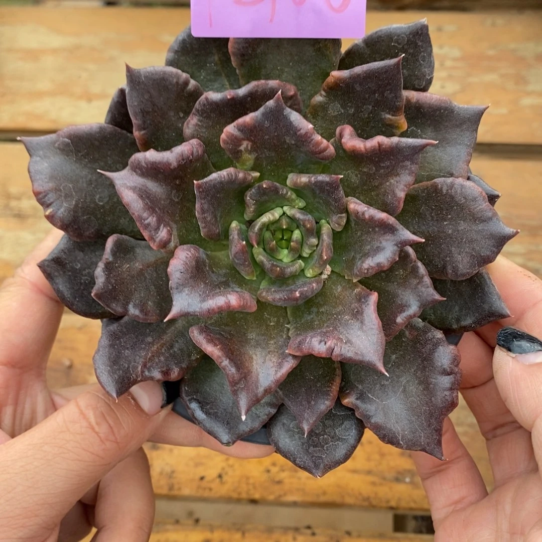 直播福利2108来啦，开播福利