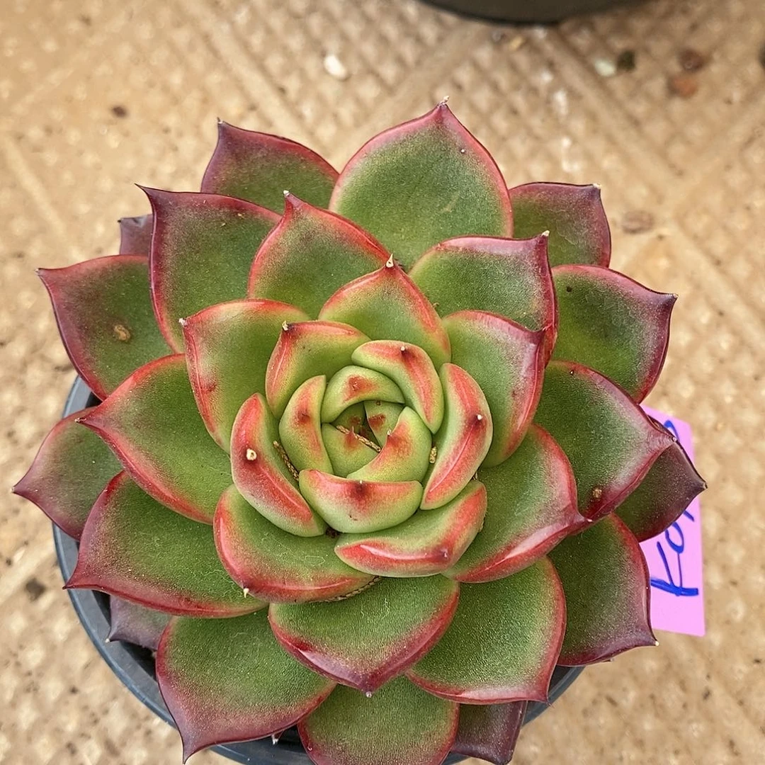 直播福利0158来了