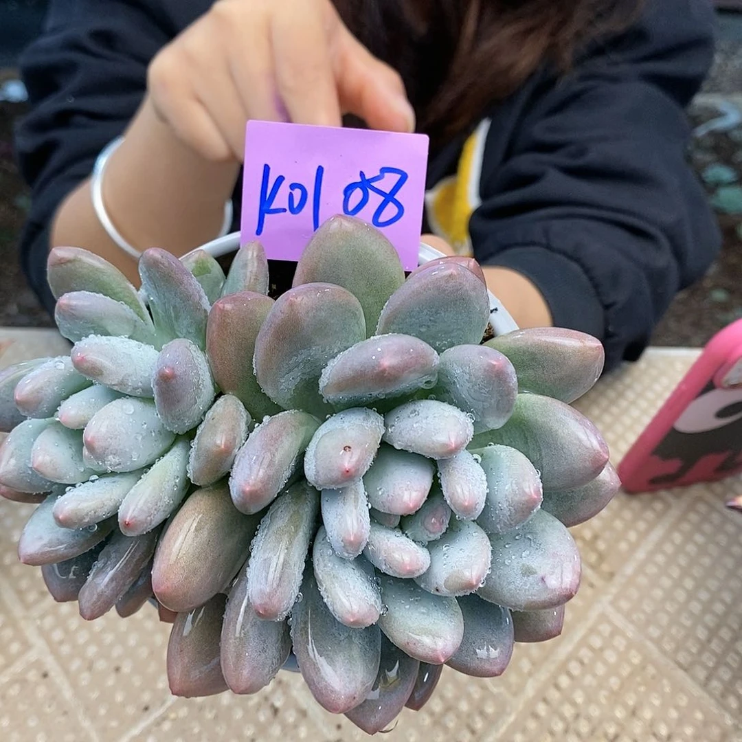 香水直播福利0108来了