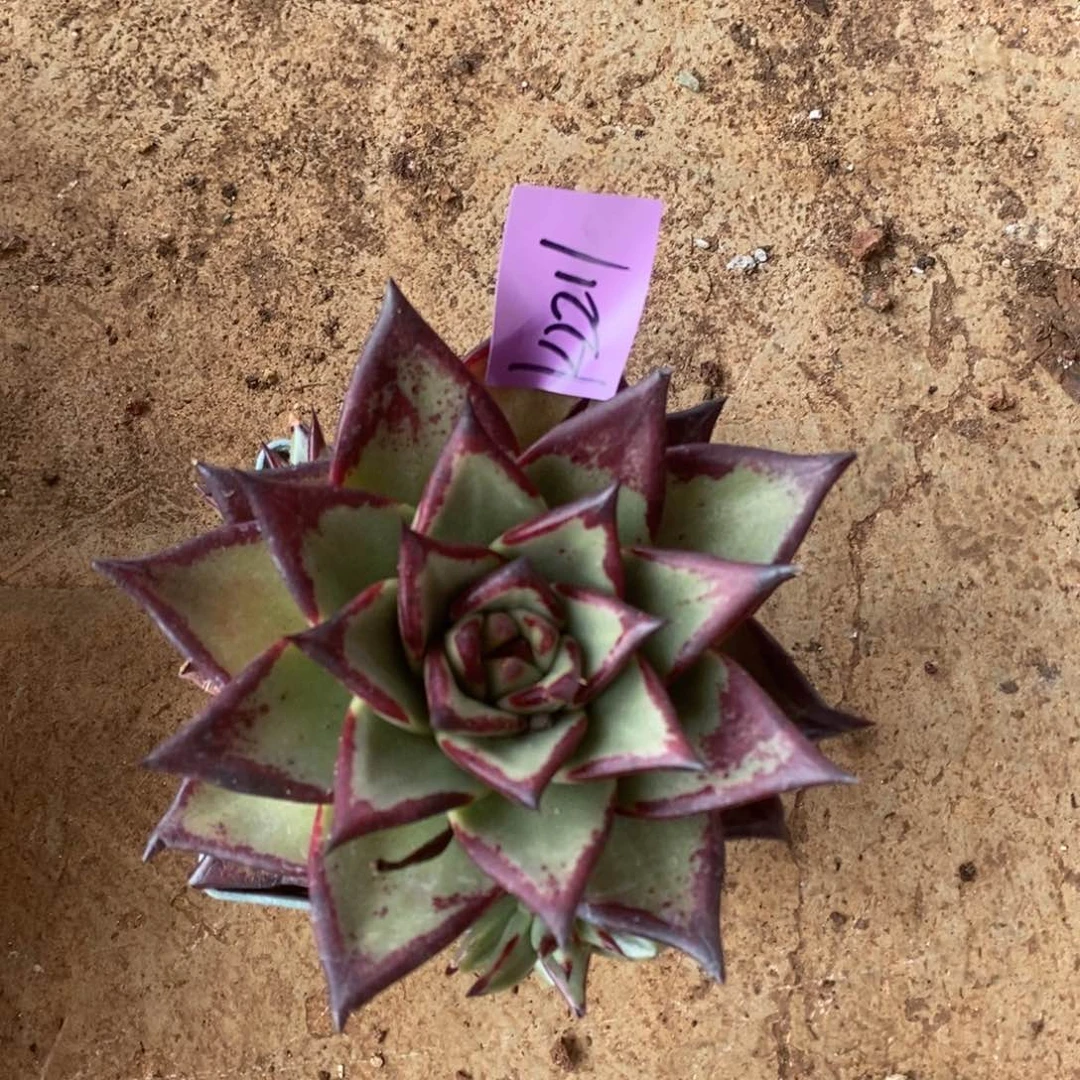 直播福利来啦2211来啦