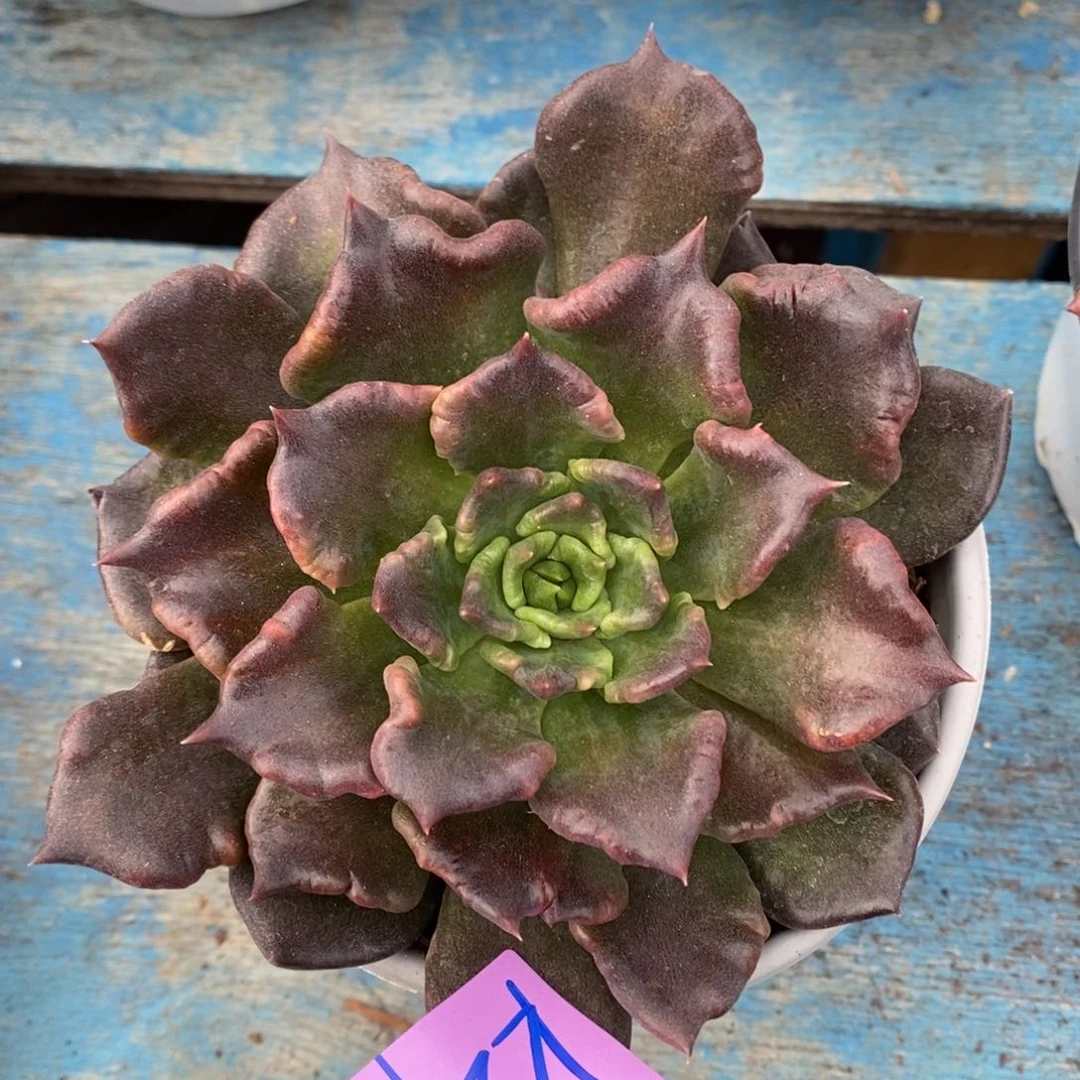 黑饺子皮福利来了2709来了