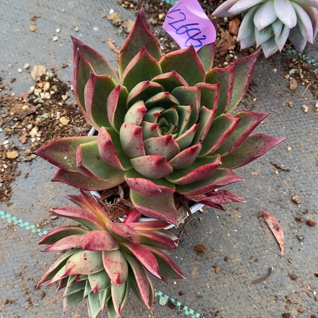 云*燕直播福利来了2643来了