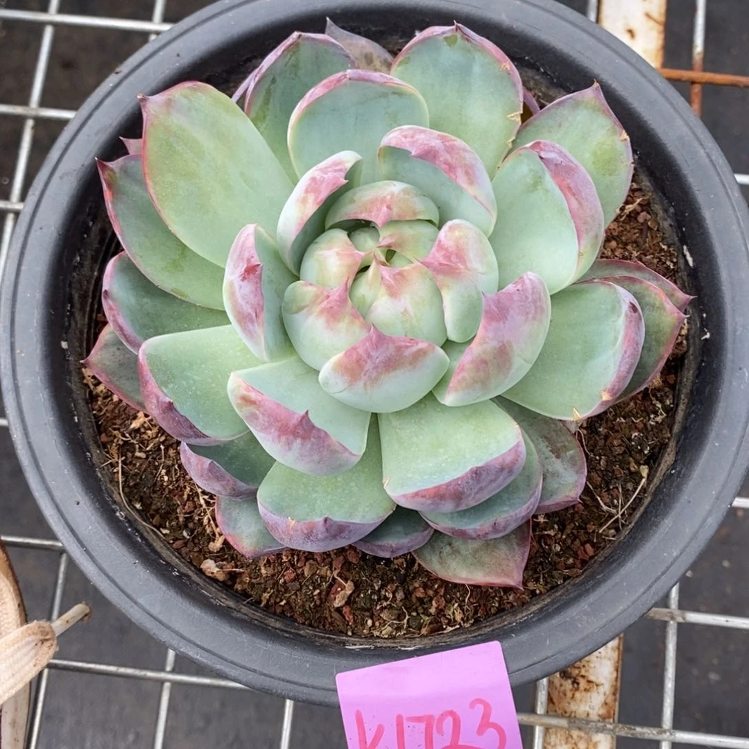 ?直播福利1723来了