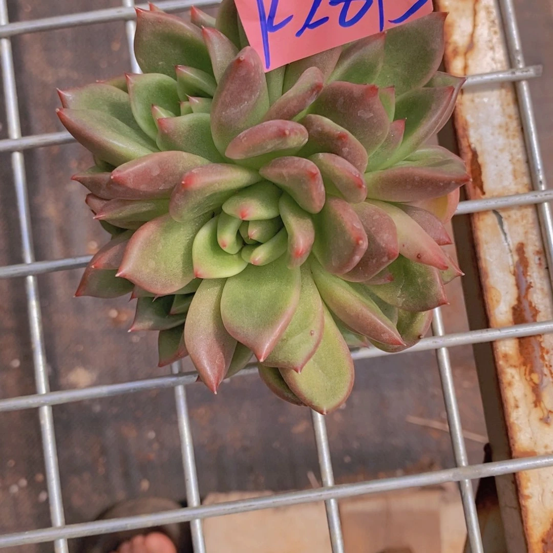 久**塵乌木的故事是2815年