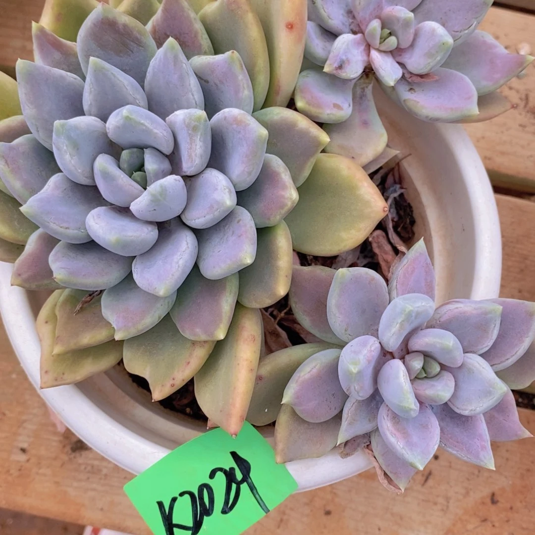 空*哇乌木的故事是2024