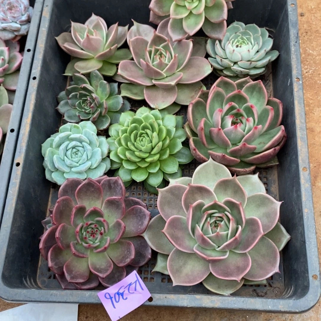 刚**见直播福利230又来了框拍直播福利2306