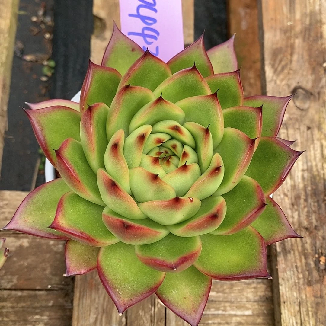 直播福利来了0443来了