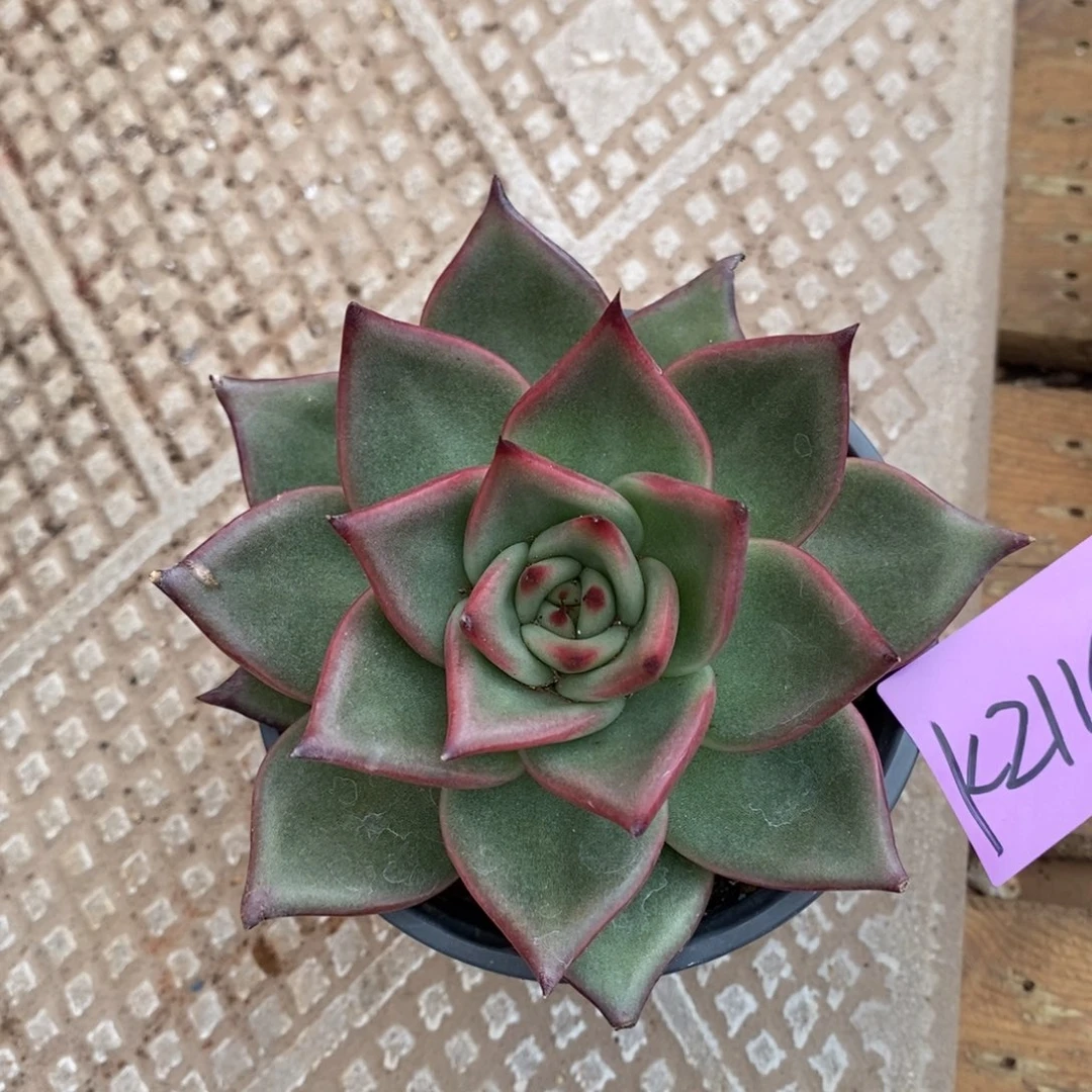 福利2110来了，直播福利