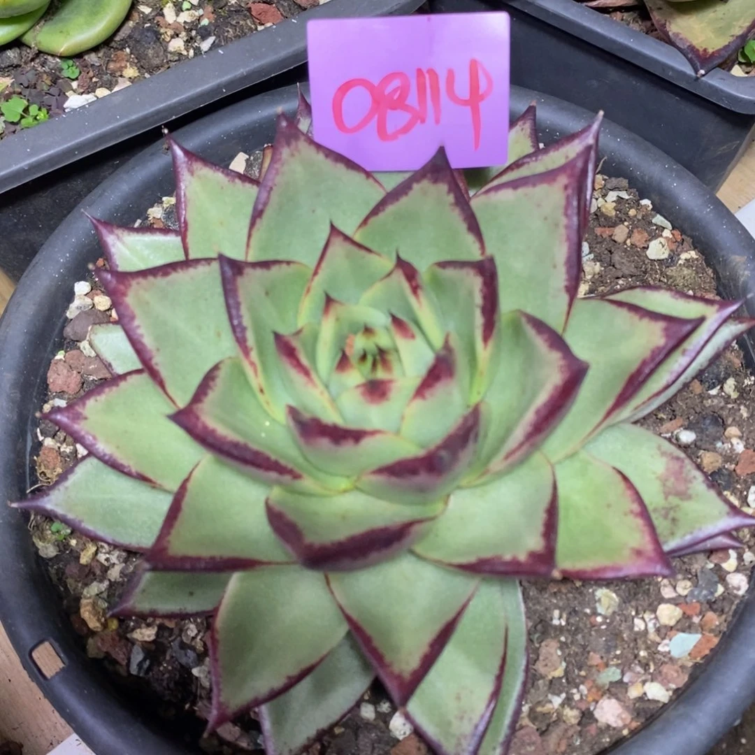 直播福利08114来了