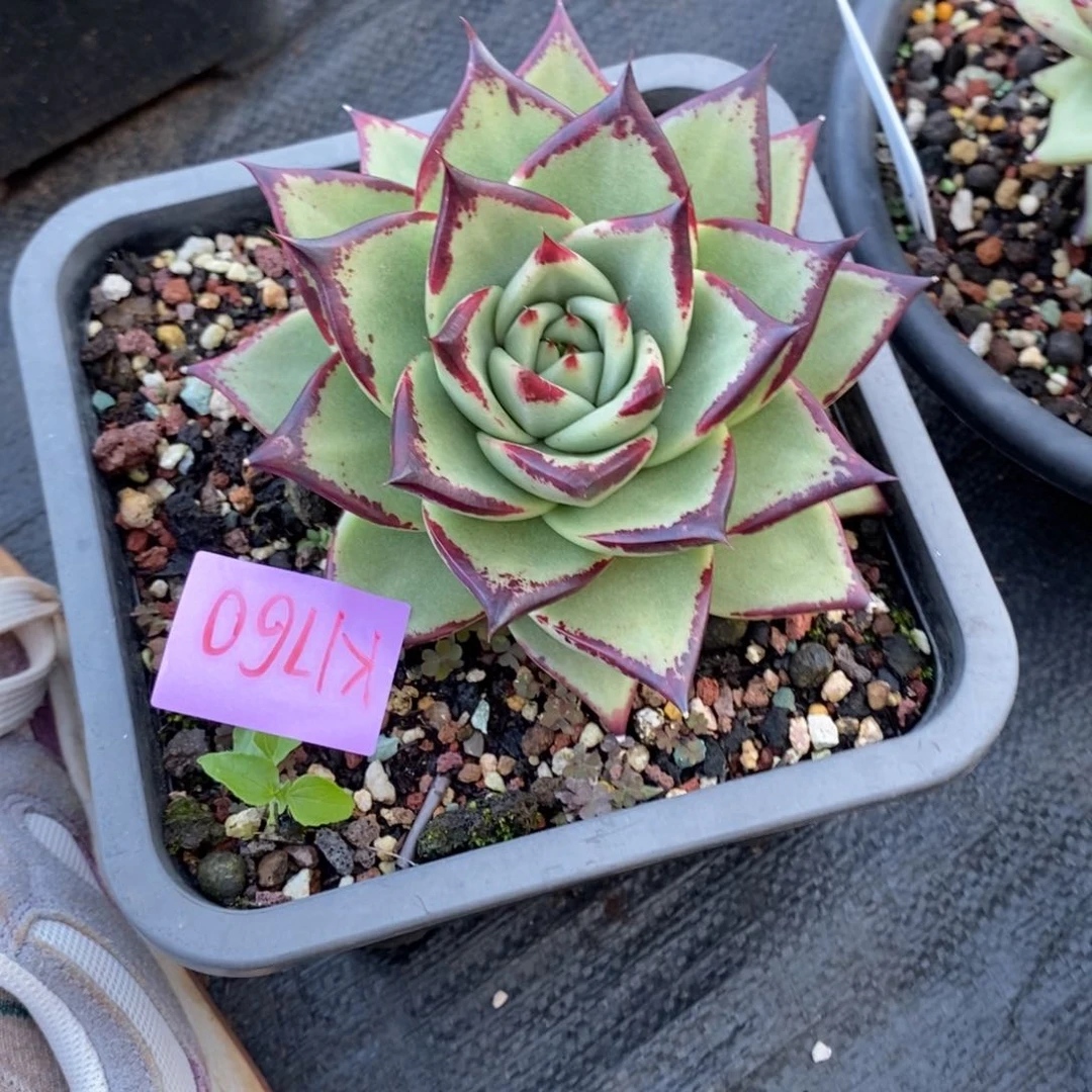 翠**3直播福利来啦1760来啦