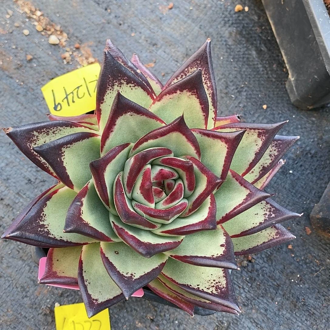 直播福利来了1249来了直播福利