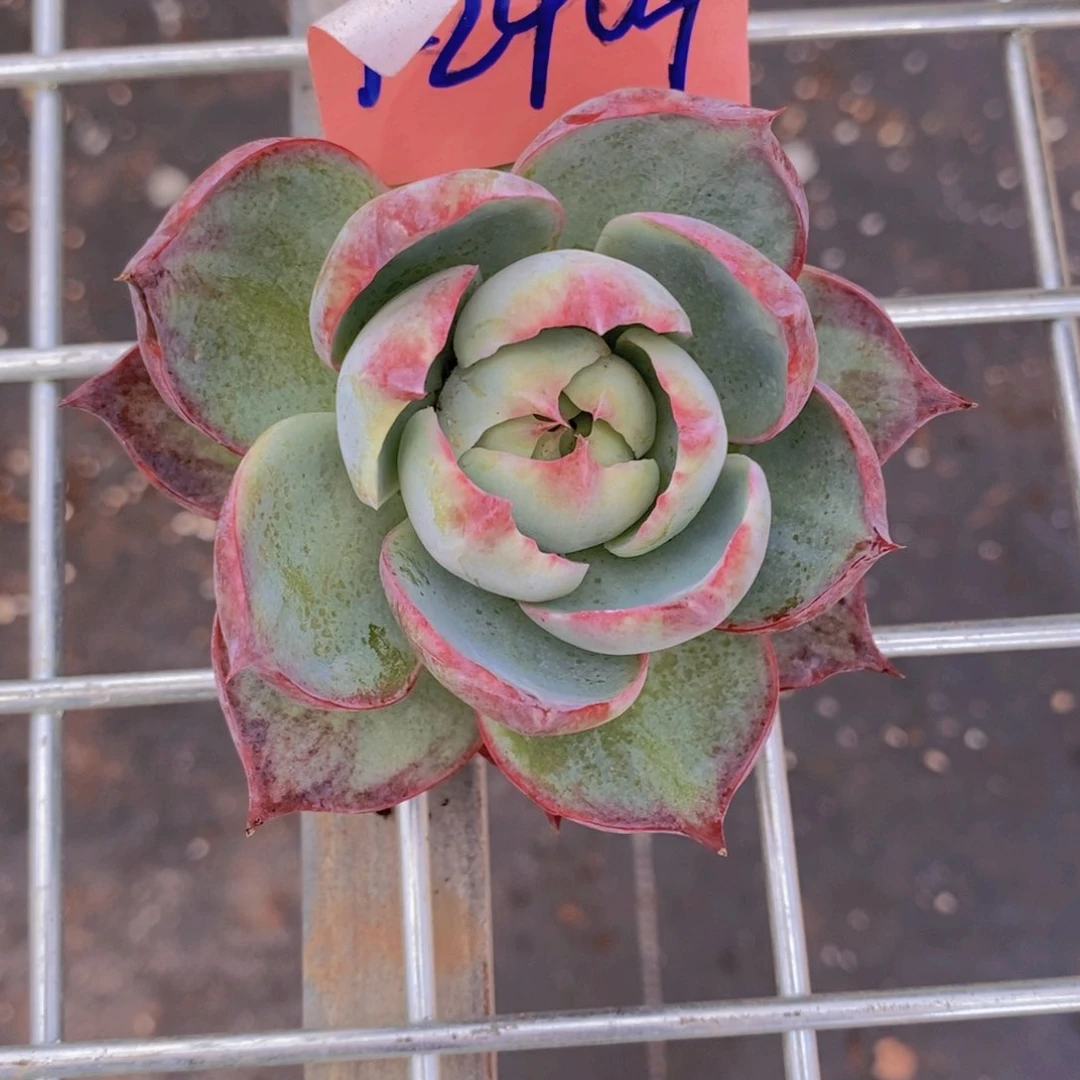 九***油乌木的故事是2404