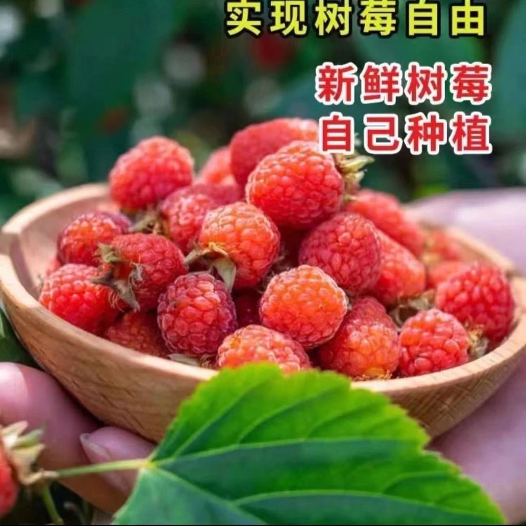 【新疆包邮】树莓种子南北方司机播种阳台盆栽小院种植简单高产水果