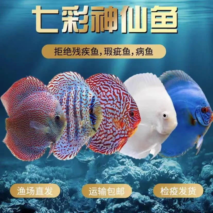 七彩神仙鱼 【增项补拍，专项专拍】