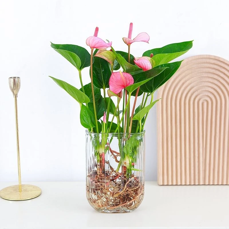 带U型玻璃瓶水培粉掌四季常开水培植物桌面盆栽带花花苞净化空气