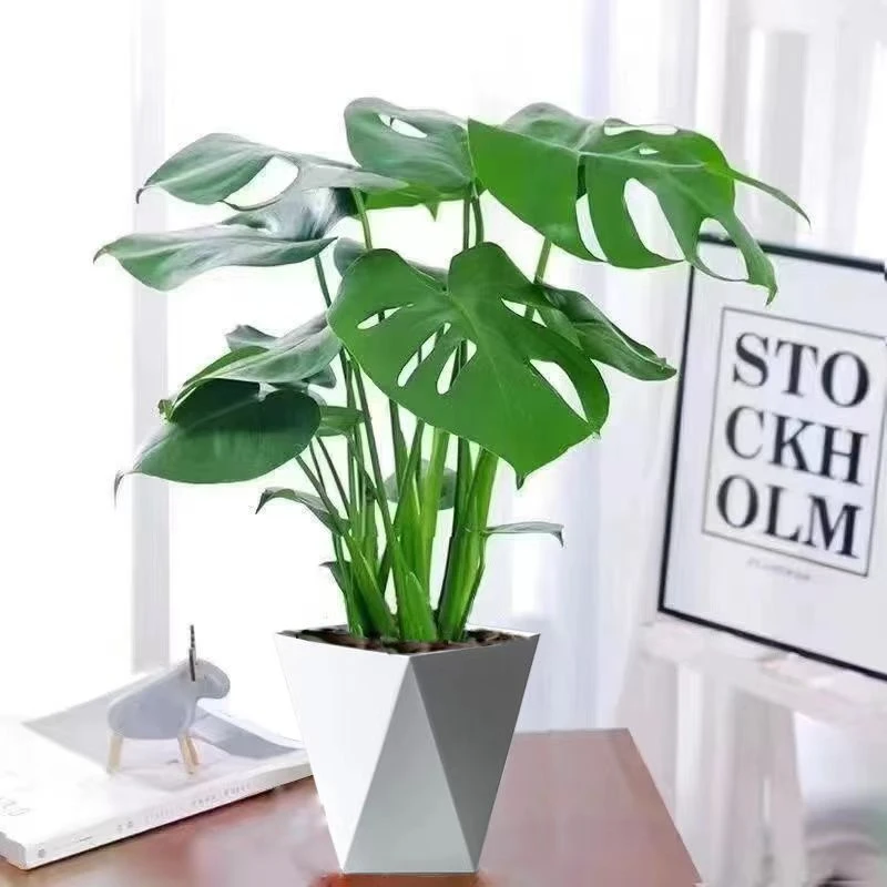 【老桩龟背】3-4株60-70厘米龟背竹四季常青净化空气绿植花卉盆栽