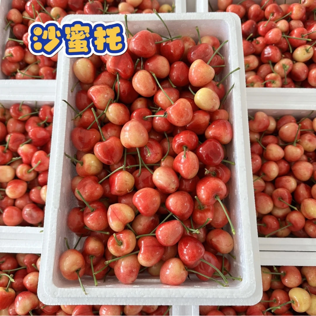 大连沙蜜托大樱桃3/5斤现摘现发新鲜应季水果脆甜多汁顺丰包邮