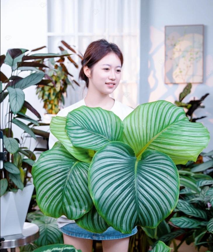 青苹果竹芋观赏观叶喜阴植物绿植室内净化空气青苹果竹芋常绿