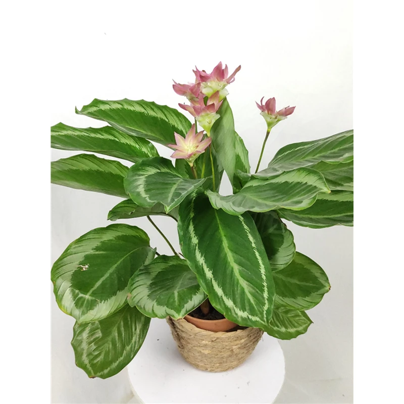 青莲竹芋1碧卡秋竹芋北欧风绿植ins网红盆栽室内观叶观花植物开花