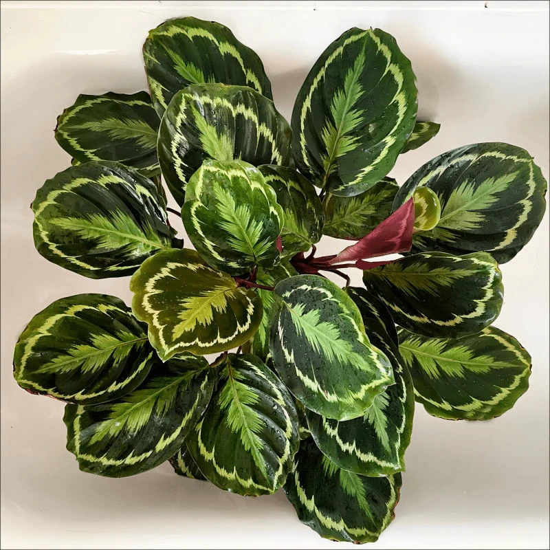 【彩虹竹芋】室内观叶植物四季常青盆栽花卉绿植