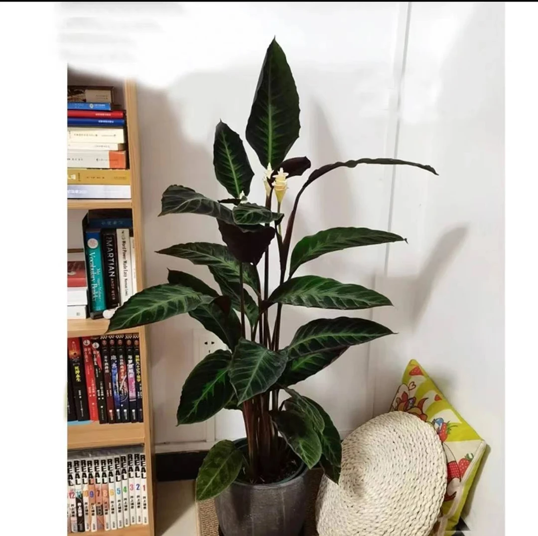 【紫背天鹅绒竹芋带花苞】室内观叶植物常青盆栽【京东快递送货上门】