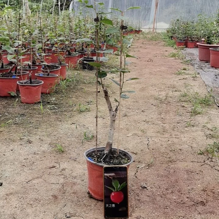 红陶20CM（含）-50CM（不含）余****钱