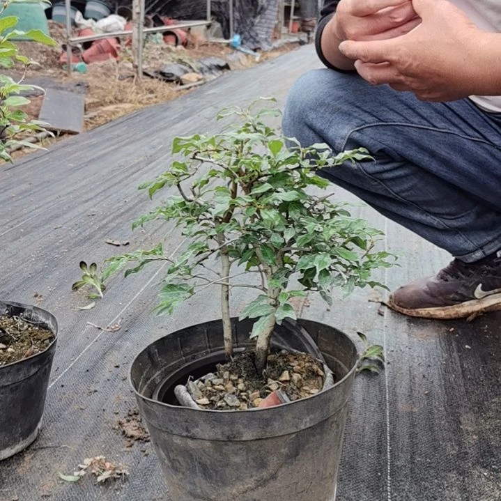 红陶20CM（含）-50CM（不含）老*