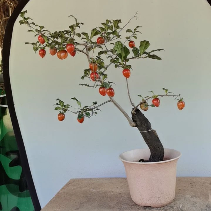 红陶20CM（含）-50CM（不含）君