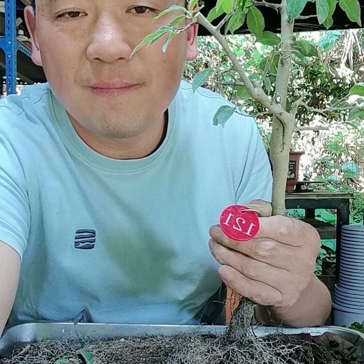 红陶20CM（含）-50CM（不含）飞**苑