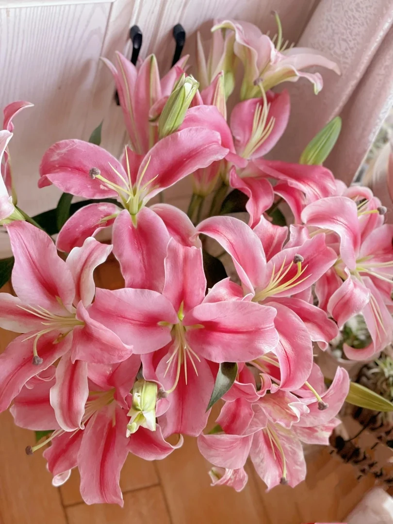 【浙里花】普拉芬多香水百合 基地直发 两单升级EMS空运/京东冷链