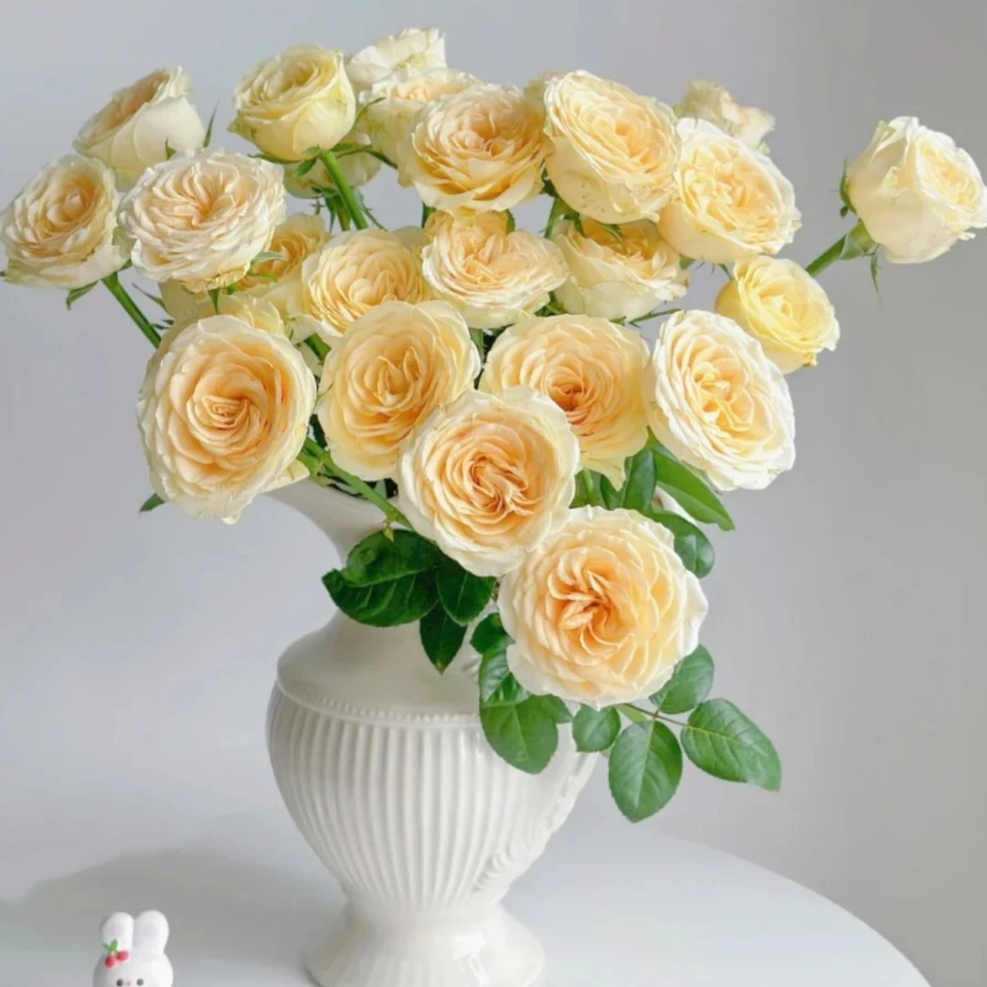 【浙里花】奶油杯玫瑰 基地直发  两单升级EMS空运/京东冷链