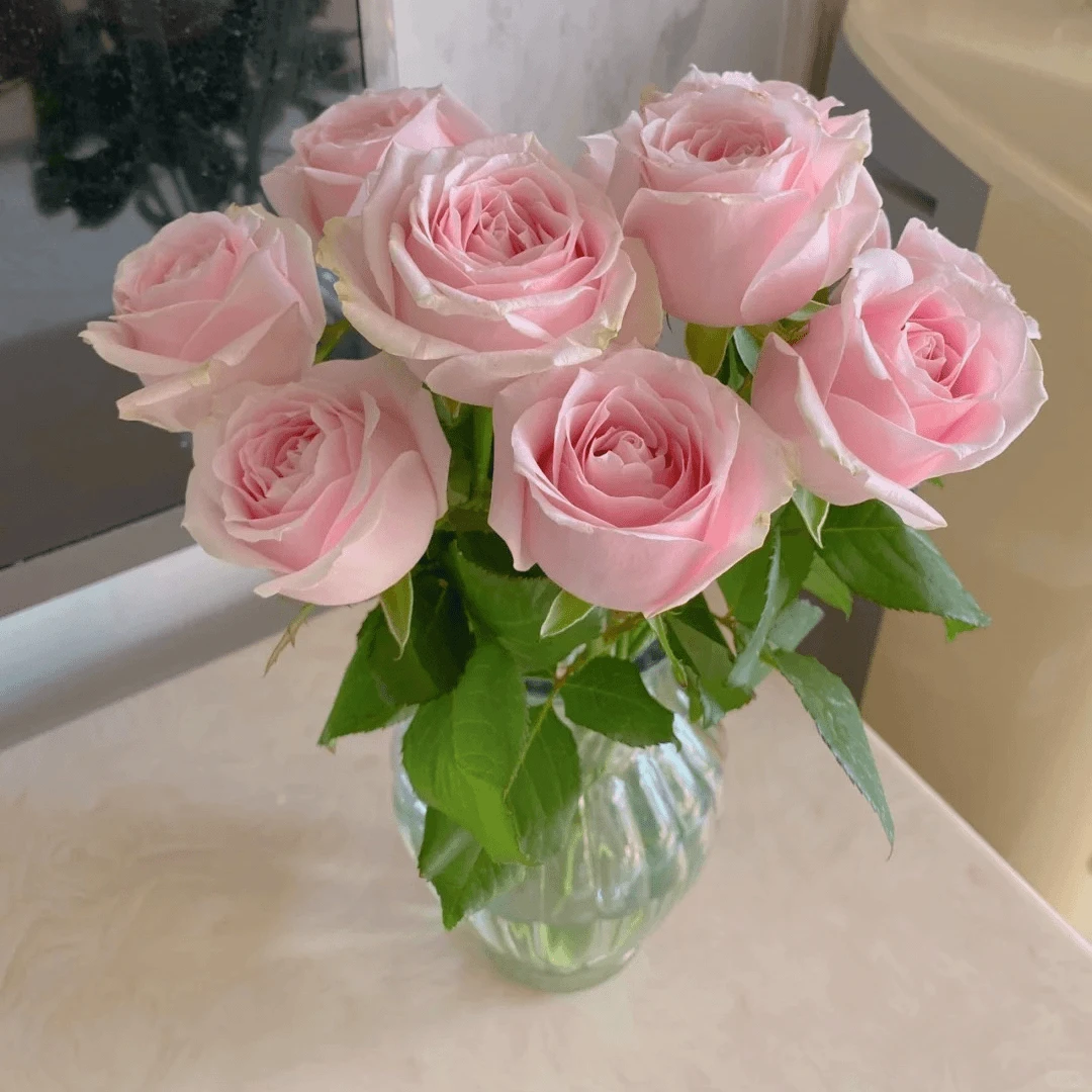 【浙里花】粉红雪山玫瑰 基地直发  两单升级EMS空运/京东冷链