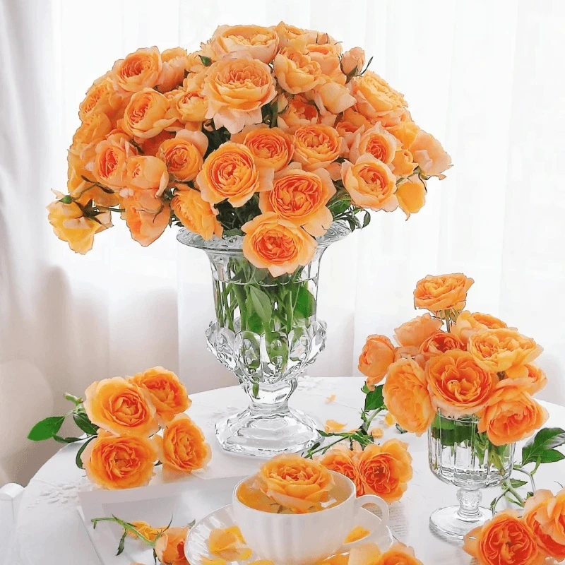 【浙里花】果汁阳台多头玫瑰花 基地直发 两单升级EMS空运/京东冷链