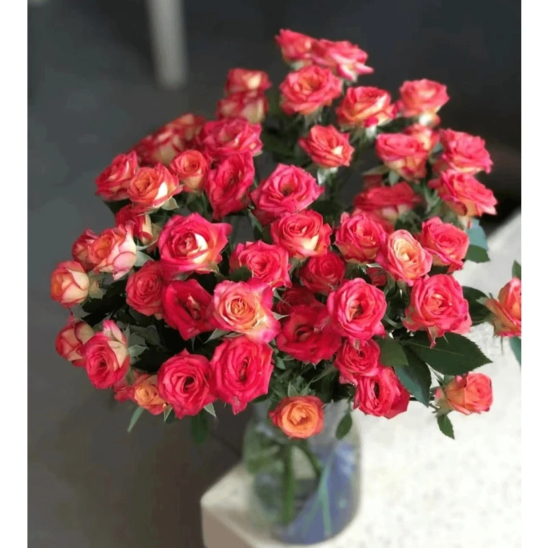 【云台花卉】爱丽丝多头玫瑰 10枝 云南昆明斗南基地直发