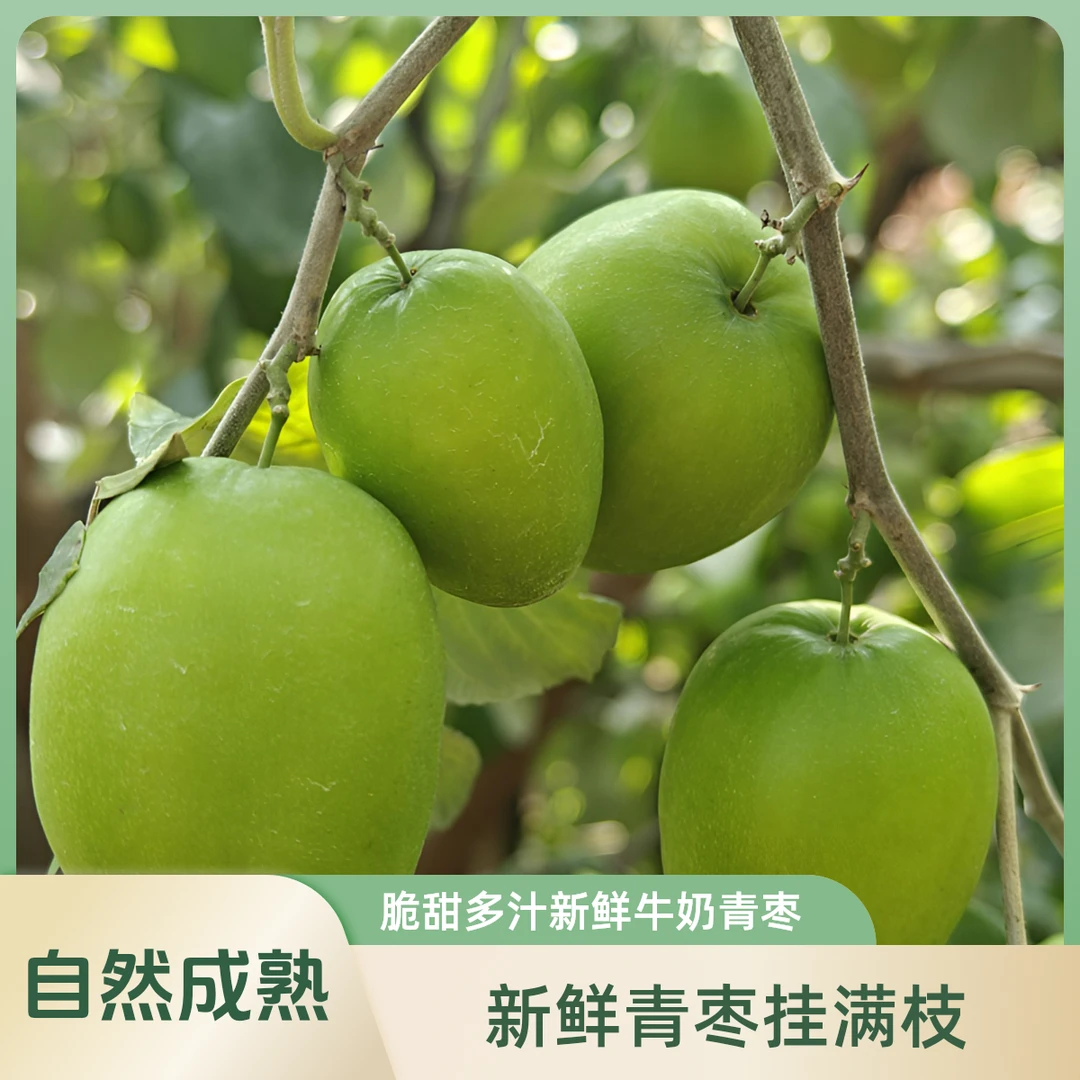 云南元谋 新鲜 牛奶大青枣肉厚核小皮薄香甜
